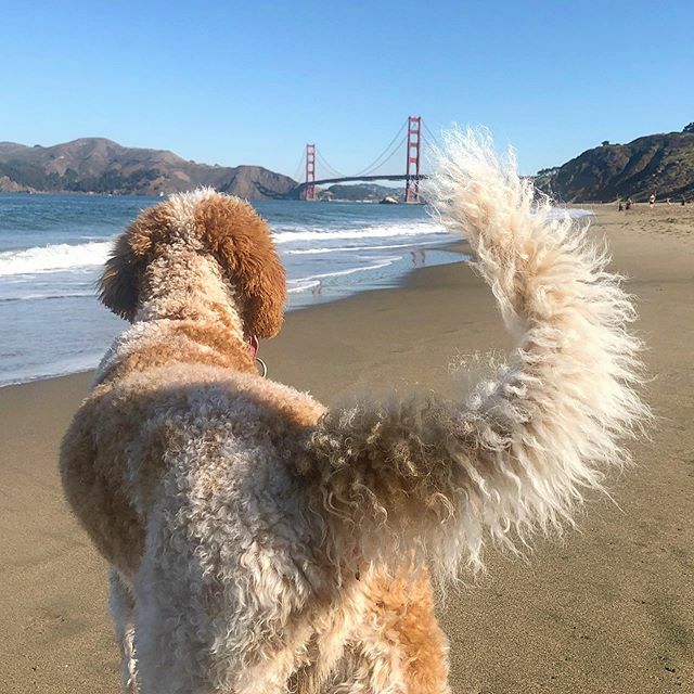 snowfoto's tweet photo. #goldengatebridge #labradoodle #labradoodlesofinstagram #labradorpuppy #beach #fall #fallinsf https://t.co/wisX4xizZE