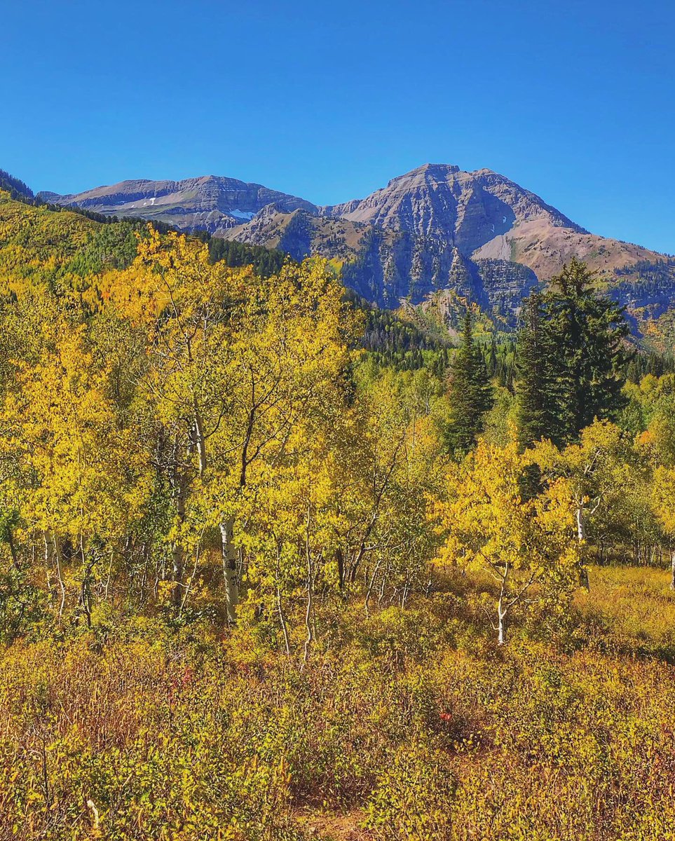 ChaseThomason's tweet image. Leaf peeping 👀
#alpineloop #sundance