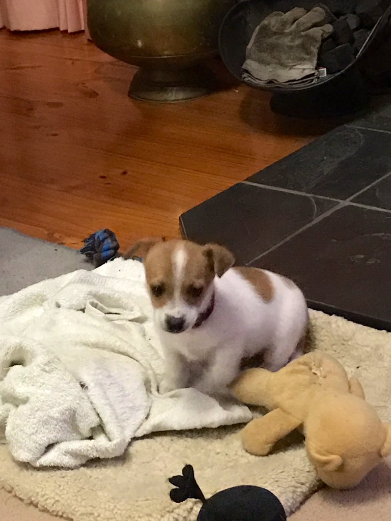 PvtBuddybum's tweet photo. @craftmom1986 P: it’s a baby pickle☺️🥰...Buddy were already not a puppy anymores when daddy did rescue him, so he always look da same😝😝 #TinyPickle🥒 https://t.co/NvUC1S8O8X