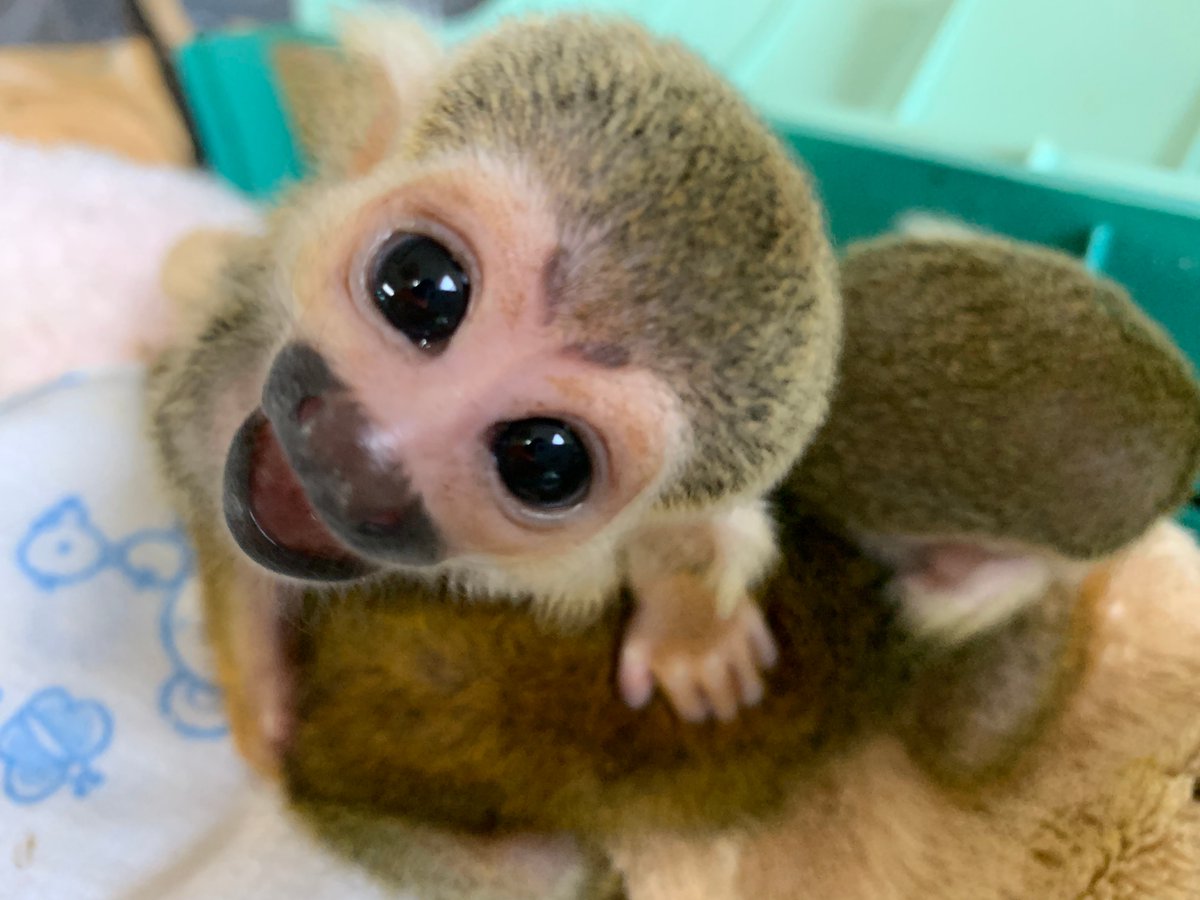 那須ワールドモンキーパーク 公式 赤ちゃんリスザルのピースくんとれいちゃん 可愛すぎて天使かと思いました 語彙力がなくなります笑 上目遣い あざとい 可愛すぎる 元気に大きくなってね リスザル 赤ちゃん 那須ワールドモンキー