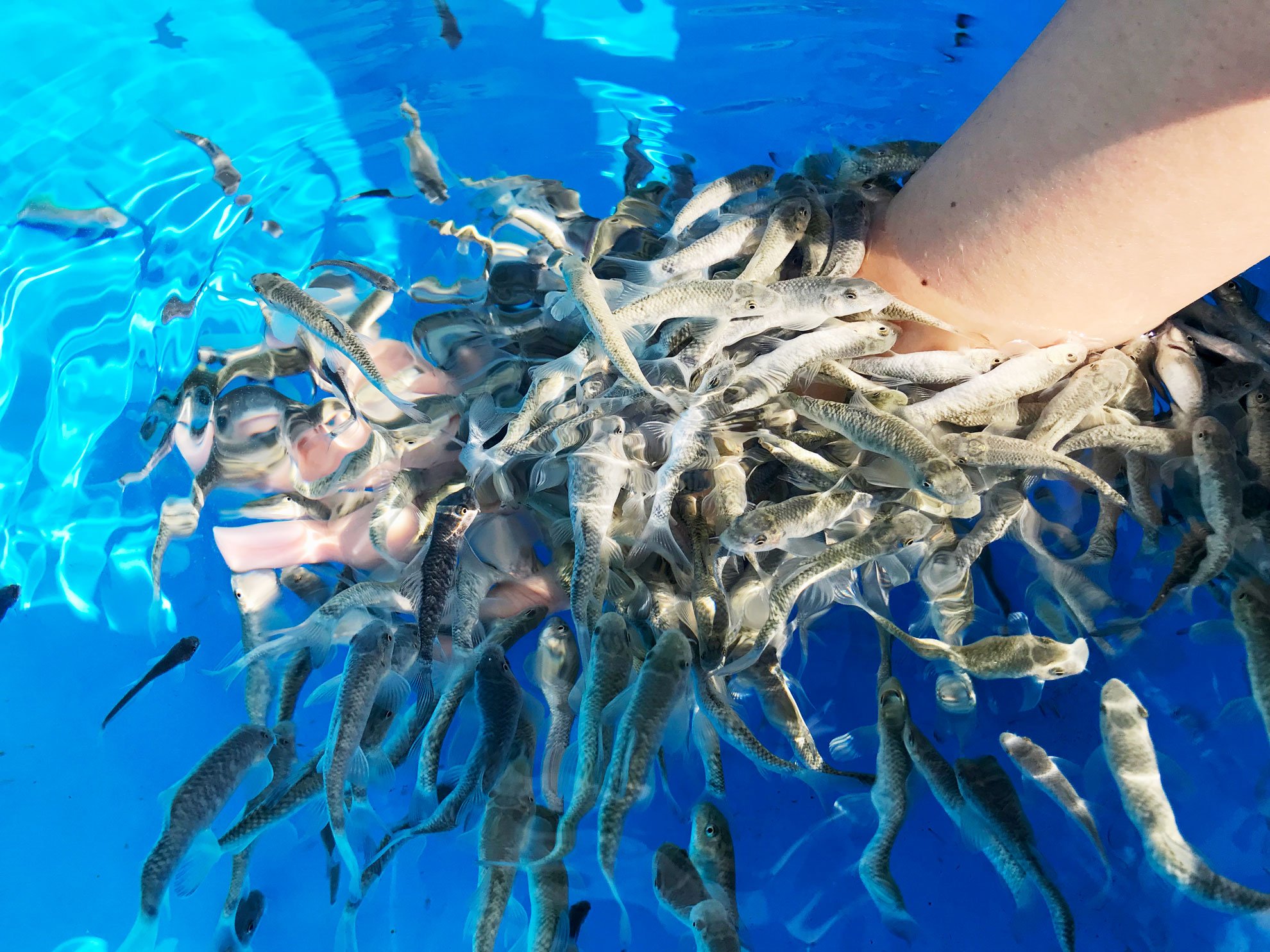 Twitter 上的 サンシャイン水族館 ガラ ルファのタッチングやってます 今朝はガラ ルファの反応もよくスタッフの手が魚だたらけ ガラルファ ふれあい T Co Rdixmnl2wa Twitter