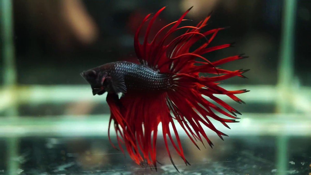 AquariumTalks's tweet photo. A beautiful red #CrownTail #Bettafish. They were first bred by Indonesian breeder Achmad Yusuf in 1997. Very nice beginner #fish. Only downside is they live only about 3-4 years. Rarely live over 5 years
##AquariumTalks #pets #fishtank #Betta #fishfacts #Bettafacts #fishkeeping https://t.co/yEtLqBnU3w