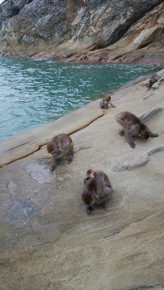 תג 幸島 בטוויטר