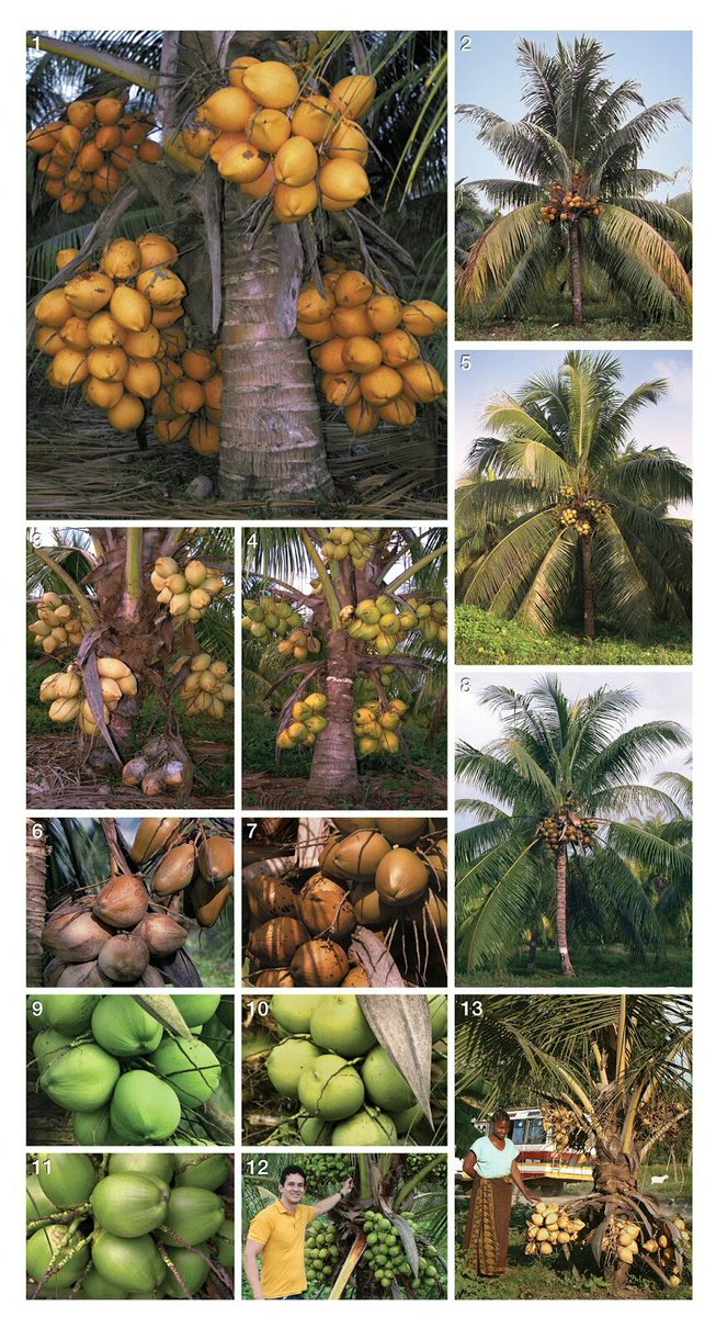 farmerscornerng's tweet photo. There are varieties of coconut with different yields just like every other crops. Will you try to mention few names?
Tag research and development centers on coconut in Africa.
#CRIN #coconut #varieties #coconutpro #coconutresearch #bigcoconut #workoncoconut #farmerscornerng https://t.co/Dk07MbeDGx