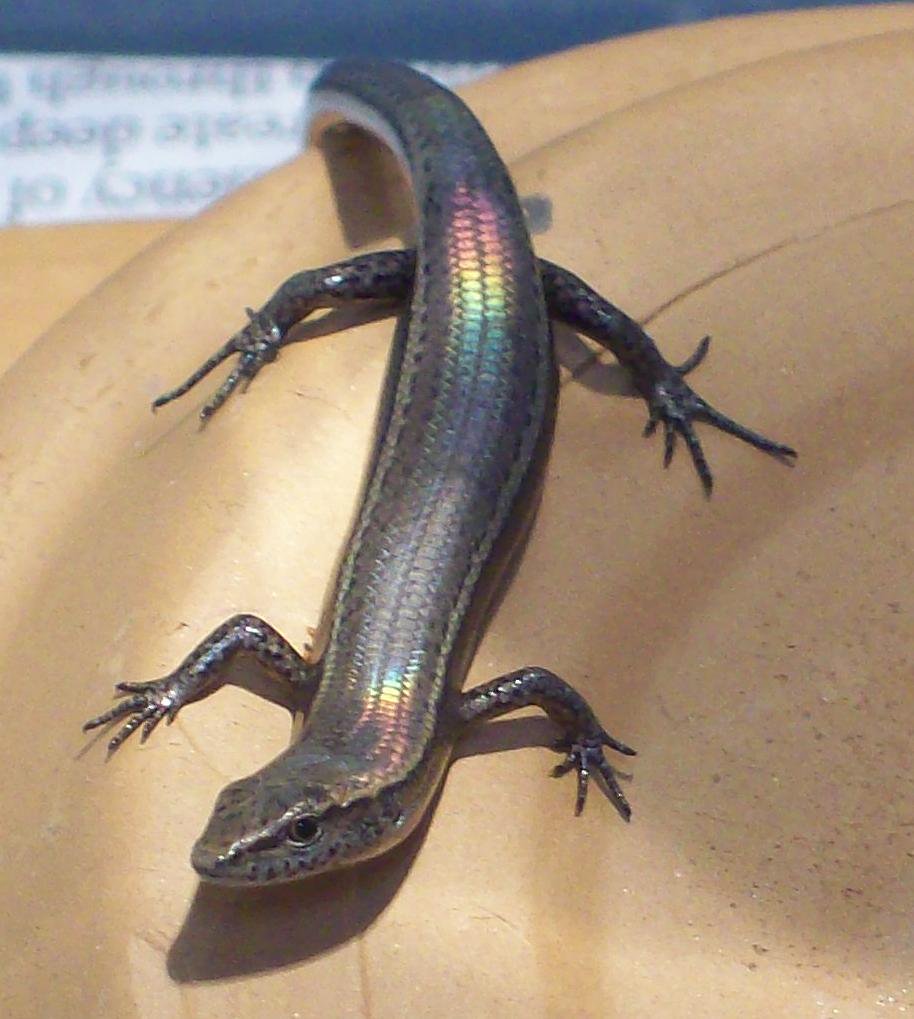 chapple_lab's tweet image. How does genetic and geographic isolation influence group recognition and social preferences? We examine this in the delicate skink. @JZoology @MonashBiol #MonashEcology #MonashEvolution …lpublications.onlinelibrary.wiley.com/toc/14697998/0…
