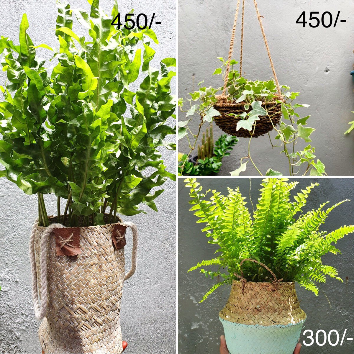 DarogaMv's tweet photo. ✨Plants make people happy✨
Check out our latest products up for grabs! 
DM to order.
#DarogaMv https://t.co/3FCLeJ7Wi3