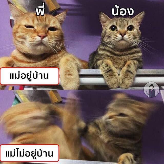 ครอบครัวไข่ tweet media