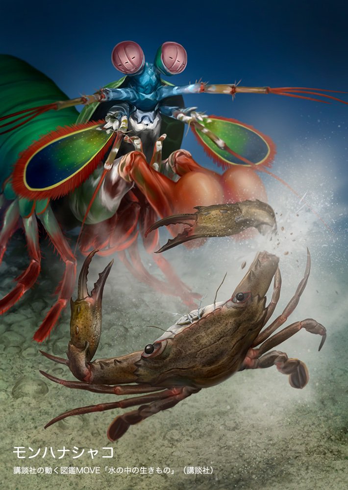 寺西 晃 イラストレーター 講談社の動く図鑑move 水の中の生きもの 講談社 で描いた モンハナシャコ である カニ を詳細に描くために市場に行って実際に見てもらったほうがいいと監修者からのアドバイスがあったので見に行った しかしやはりカニの