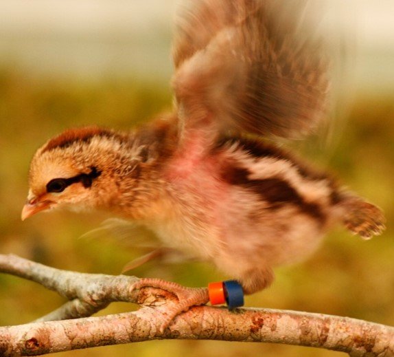 LiU Research: Generalization of learned preferences covaries with behavioral flexibility in red junglefowl chicks 
academic.oup.com/beheco/article…
<a href="/LiU_Neuro/">LiU-Neuro</a> <a href="/liu_universitet/">Linköpings universitet</a>