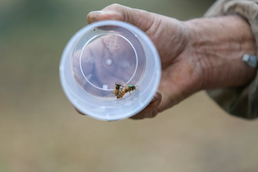 Sevranville's tweet photo. Vendredi matin, les agents de la ville sont intervenus avec un apiculteur pour récupérer un essaim d'abeilles sauvages au parc des Soeurs. Plus d'infos sur le site de @Sevranville 🐝 https://t.co/wqrNQUQWZy en partenariat avec @UNAFapiculture et #Abeillesentinelledelenvironnement https://t.co/UrV48Hzhjt