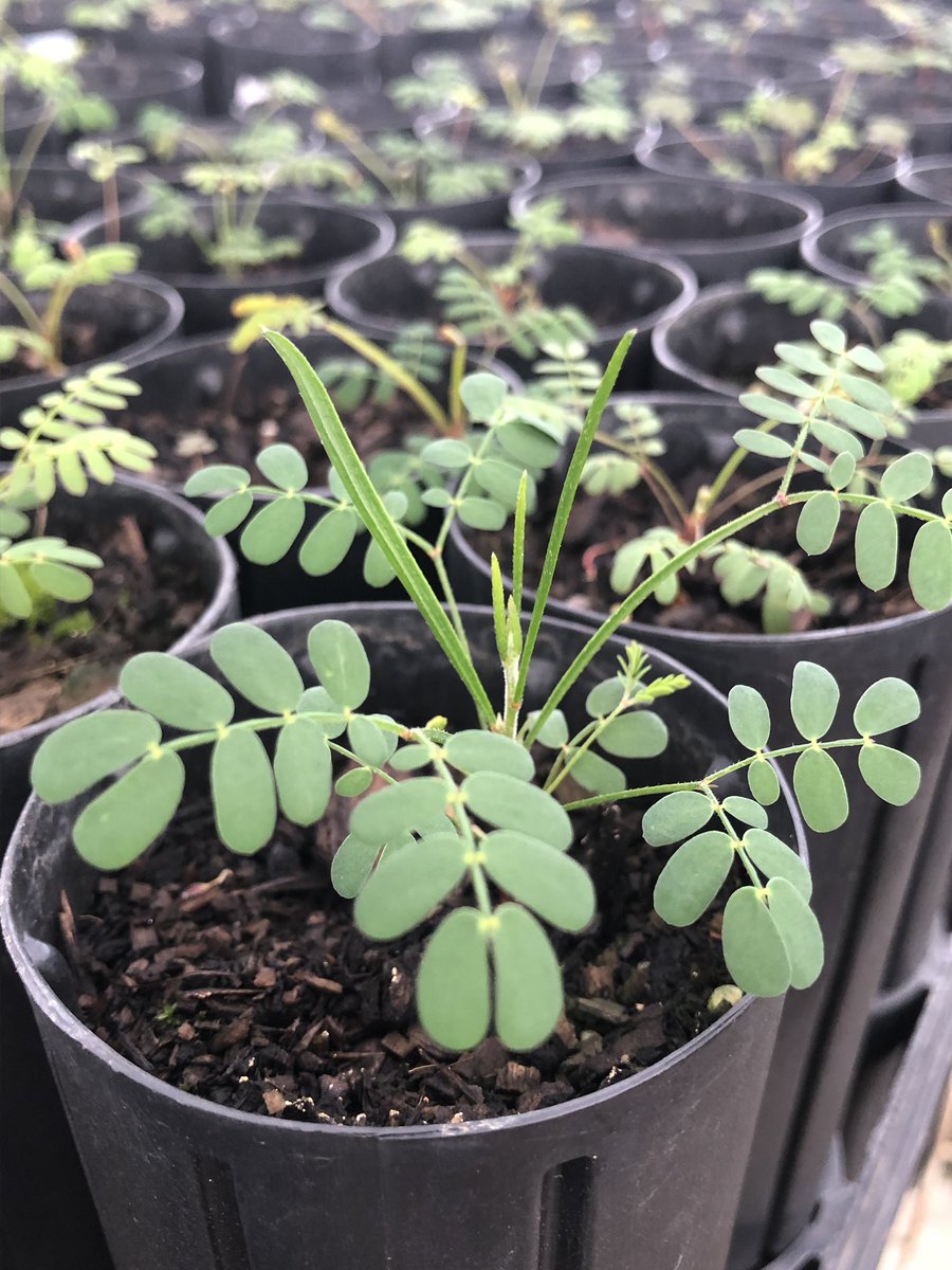 Katie Rolls tweet media