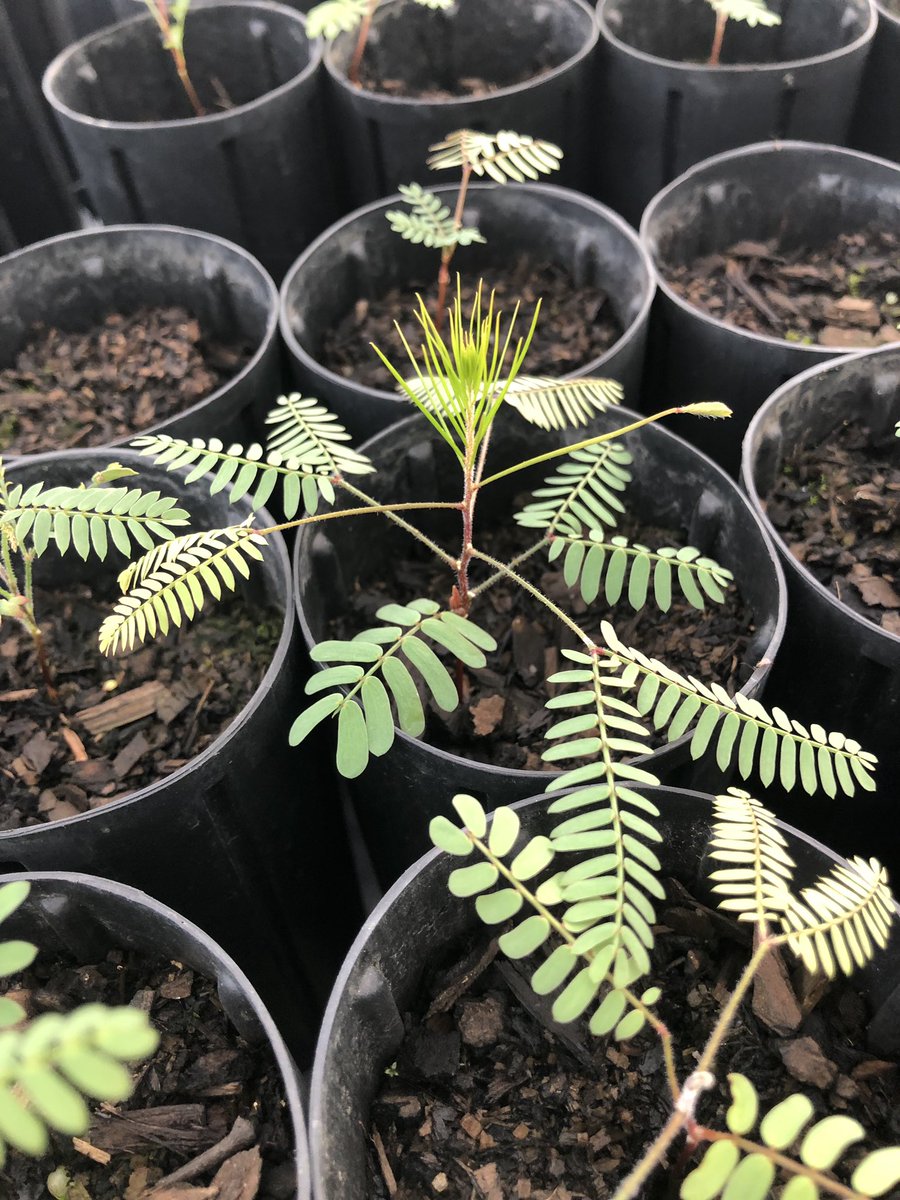 Katie Rolls tweet media