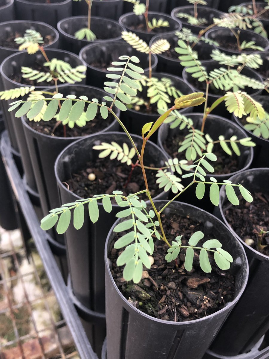 Katie Rolls tweet media