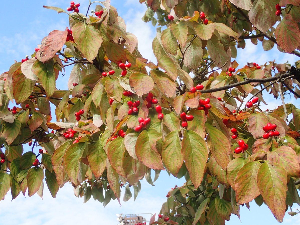 Uzivatel 都立府中の森公園 Na Twitteru 春は可愛いピンクの花 夏は新緑の緑の葉 紅葉の季節の今 赤い実が目立ち始めたサービスセンター北口にあるハナミズキ です 今年は豊作 枝を見上げると 枝全体にびっしりと実がついています 四季折々で楽しめるハナミズキ