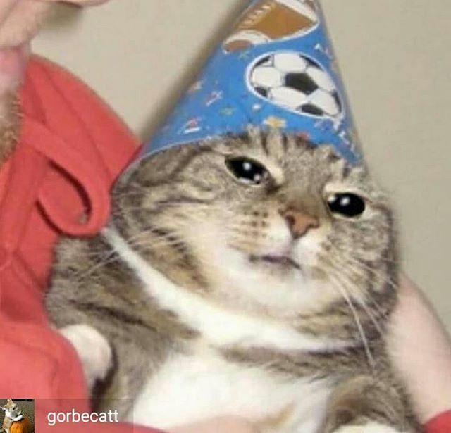 Cat-Eating-Cake-Meme.jpg | TheCatSite