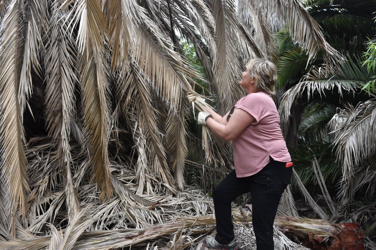 SoniaRios84's tweet photo. Come check out how the South American Palm Weevil is causing havoc in #SanDiegoCounty. https://t.co/xRzhFAnQH9
#UCANR hosted a group of #SAPW mtgs. this year- we will be hosting more workshops in 2020 in Riverside &amp; San Diego Co. Sign up for updates https://t.co/z4o2CPmtkg https://t.co/ybZdLa8wYC