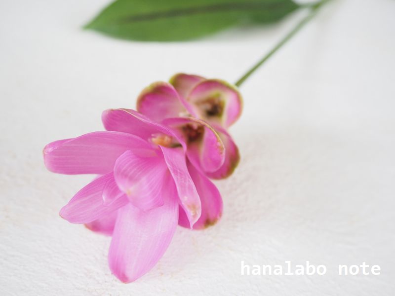 ハナラボノート בטוויטר クルクマの花言葉 あなたの姿に酔いしれる 因縁 タイやカンボジアが原産のショウガの仲間 ピンク 白 グリーンなど品種も豊富です T Co Jfq9xuprwo