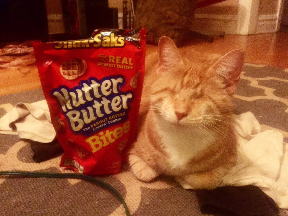 reythekitten's tweet photo. Nothing gets between me and my Nutter Butters!😹♥️🥜 #nutterbutter #cute #neko #aww #love #happy #warm #October #autumn #fall #weather #yummy #silly #peanut #reythekitten https://t.co/AsslaBz0e3
