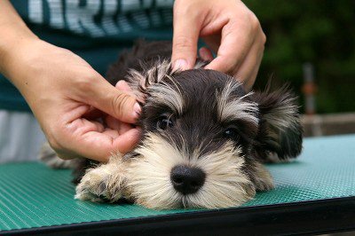 モトコランド 小型犬専門犬舎 En Twitter パピー合宿がスタートしたミニチュアシュナウザーの姉妹です 田栗様 梅村様 T Co Tqzsnloah6 モトコランド 小型犬専門犬舎 En Twitter パピー合宿がスタートしたミニチュアシュナウザーの姉妹です 田栗様 梅村様 T Co Tqzsnloah6