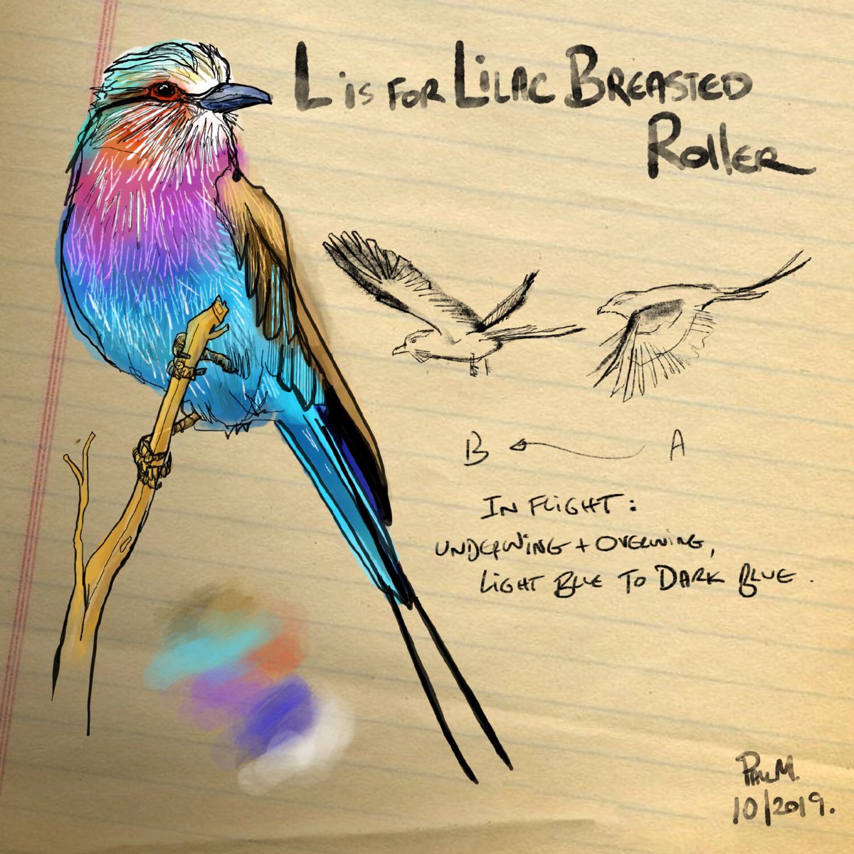 Notebook L is for #LilacBreastedRoller For #AnimalAlphabets 
@AnimalAlphabets 
Wow. Such a stunningly beautiful bird this week. I just adore its colours ! And that tail ! 😍😍😍