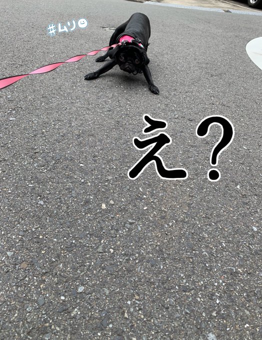 お散歩なのー？やったーぴょーんぴょーん  るんるんるん♩♩💓  あれ？&hellip;まてよ&hellip;&hellip; このみちは、、病院じゃないですかぁぁあああ😱💔  とゆう事で、断固爪切り拒否の図。笑笑 初めての拒否に爆笑🤣🤣🤣 いっつも終わったら大したことないのよね〜 けろっと。さ、お散歩続きしましょー🧡って笑  #パグ<a href="/tag/%E3%83%91%E3%82%B0"class="tags">#パグ</a>