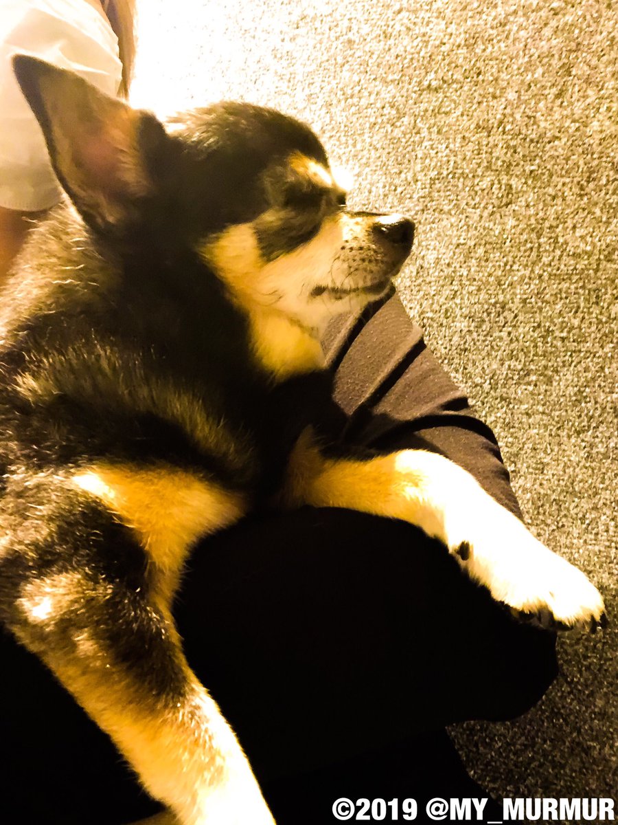 最速 ゼロくん 諏訪部