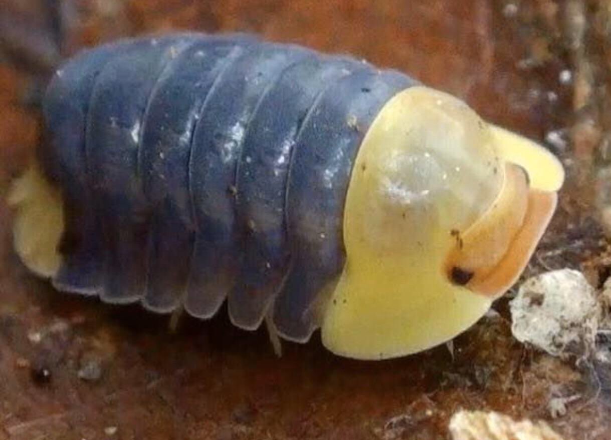 Rubber Ducky Isopod