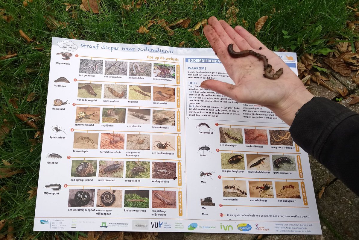cse_soil's tweet image. Wat kruipt en sluipt er door jouw tuin of balkon? Tel mee tijdens de #bodemdierendagen en vul je resultaten in online op bodemdierendagen.nl, dat kan nog t/m dinsdag 8 okt