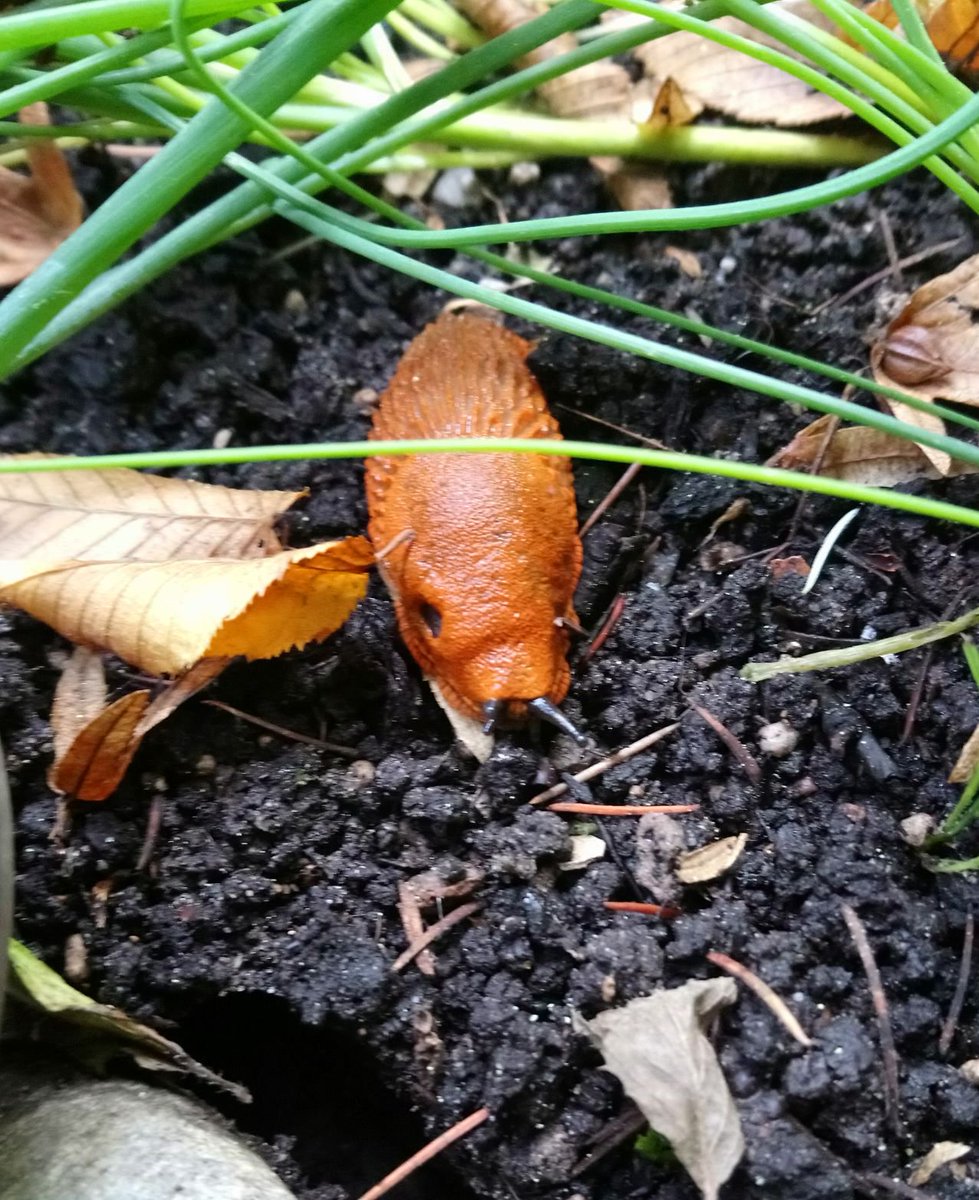 cse_soil's tweet image. Wist je dat de meeste #bodemdieren dol zijn op nat hersftweer. #bodemdierendagen