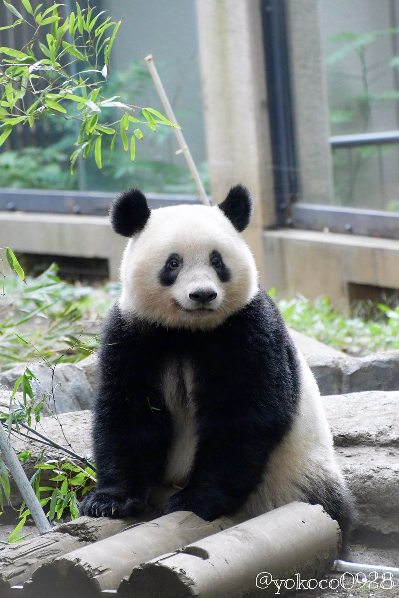 10/7 本日のシャンシャンちゃん🐼 今日も可愛い姿がたくさん見れました