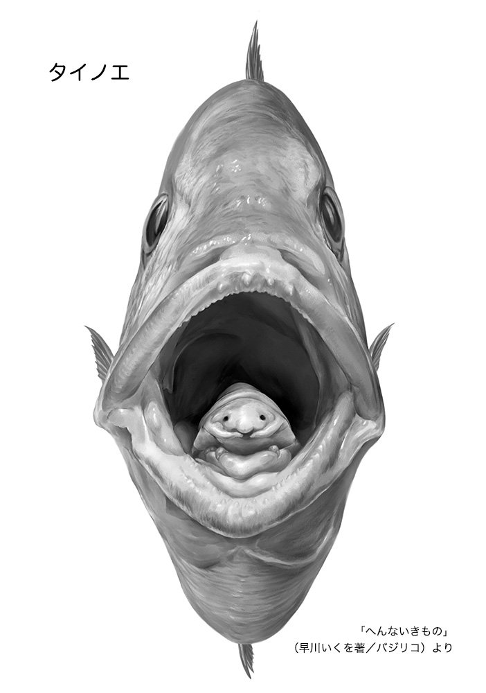 寺西 晃 イラストレーター Pa Twitter へんないきもの 早川いくを著 バジリコ で描いた タイノエ である ちなみに この鯛 を描くために市場に行って鯛を買ってきた 実物をモデルにすると絵に説得力が生まれる そして最後にこのモデルは美味しくいただい