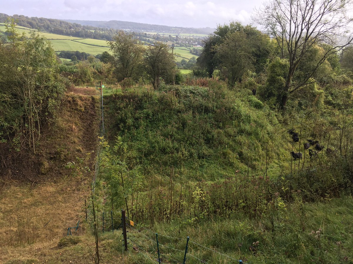 The hebrideans on Huddinknoll are doing a fantastic job! #conservationgrazing
