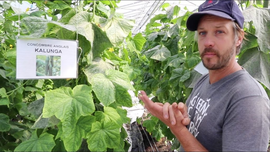 CannabisJourna1's tweet image. Greenhouse Heating Systems &amp;amp; Cucumbers – Jean-Martin Fortier dlvr.it/RFfzk8 #GrowingSystems