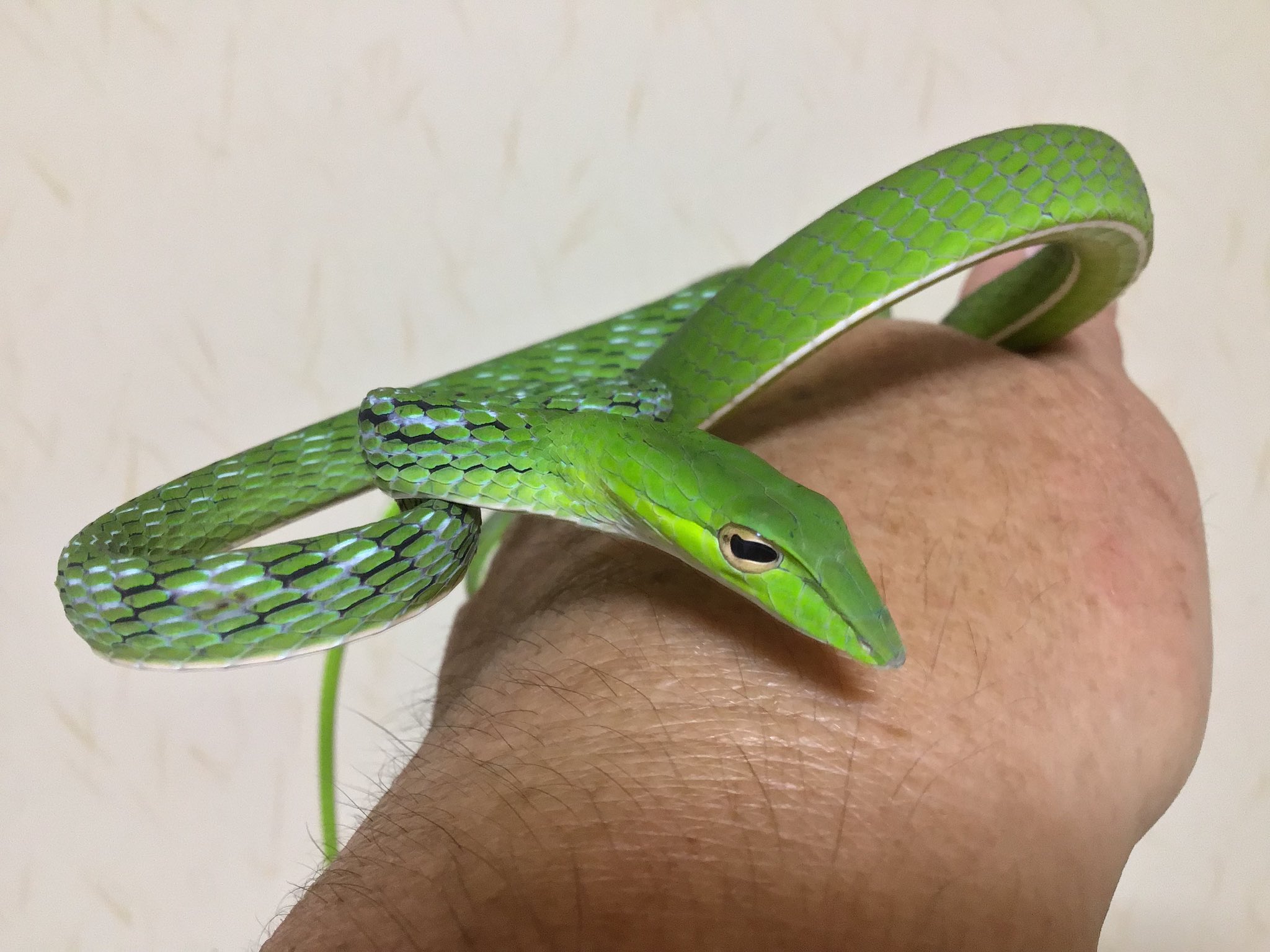 ｶﾄちゃん家 ち ｶﾄちゃんﾍﾟｯ 男はつらいよ 漢は 販売は ﾜｼん家 Cbメイン 新入荷 台風をブッ飛ばせ 笑 言わずと知れた変態蛇 オオアオムチヘビ Wc ヤングsize 雄 今年ラスト入荷です 知らんけど トリートメント 脱皮も