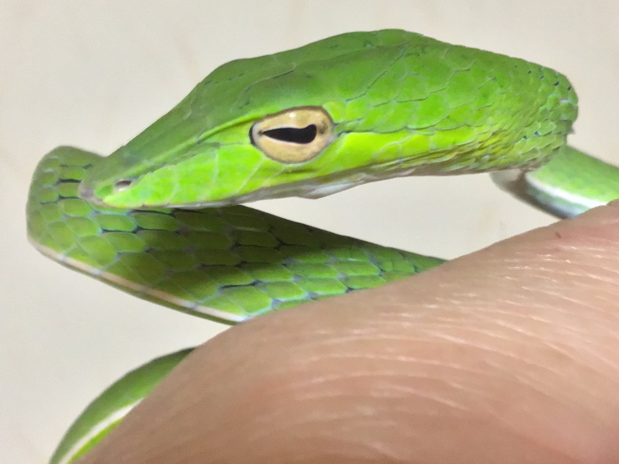 ｶﾄちゃん家 ち ｶﾄちゃんﾍﾟｯ 男はつらいよ 漢は 販売は ﾜｼん家 Cbメイン 新入荷 台風をブッ飛ばせ 笑 言わずと知れた変態蛇 オオアオムチヘビ Wc ヤングsize 雄 今年ラスト入荷です 知らんけど トリートメント 脱皮も