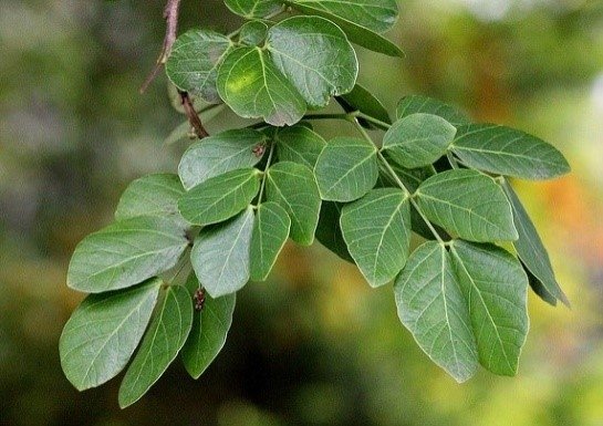 AgenciaFAPESP's tweet photo. Compostos de planta do #Cerrado combatem #fungo causador da #candidíase, mostra estudo. Ação antifúngica das substâncias é maior que a do #fluconazol, antimicótico mais usado na clínica. Pesquisadores trabalham agora na formulação de uma pomada. https://t.co/U3TlY8fxQf https://t.co/C62X8E20vf
