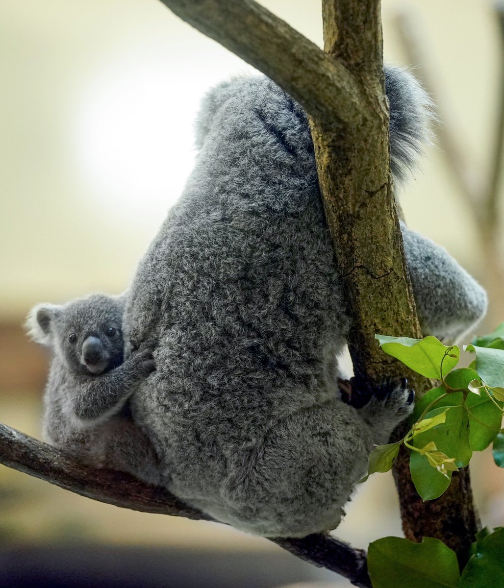 Riku 多摩動物公園のコアラのニーナの赤ちゃん まんまヌイグルミでした コアラ 多摩動物公園
