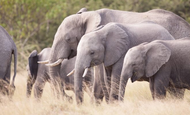 преимущества слонов