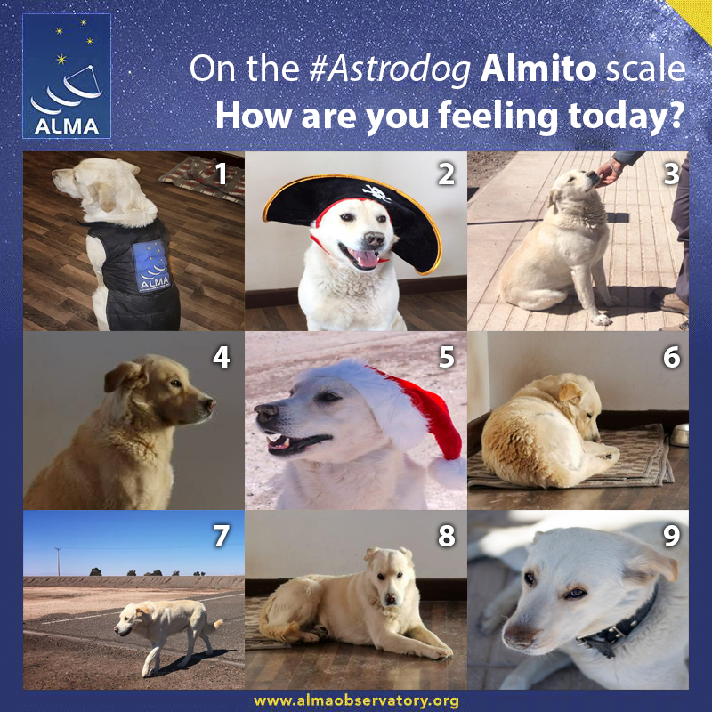 Alma Observatory At Home On The Astrodog Almito Scale How Are You Feeling Today Mondaymood T Co Mobdugcnu2 Twitter