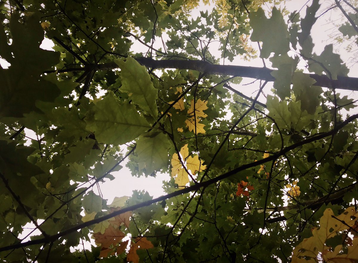 BrockwayVoila's tweet photo. Post work walk...well stroll really, I kept getting distracted. #PartTimeLife https://t.co/o9nfNlaWBx