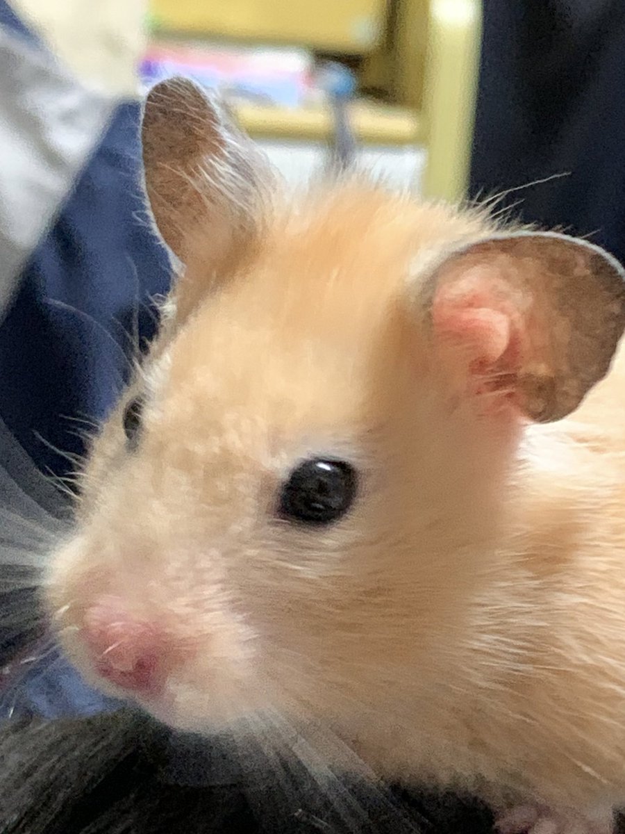chi7sa7's tweet photo. 2019.10.07
 #ハムスターのいる生活 
 #ハムスター好きと繋がりたい
#キンクマ 
#ハムスター
#cute
#アニマル写真部
#ぶんちゃん
#ぶちゃいく https://t.co/2BDHcjFOFV
