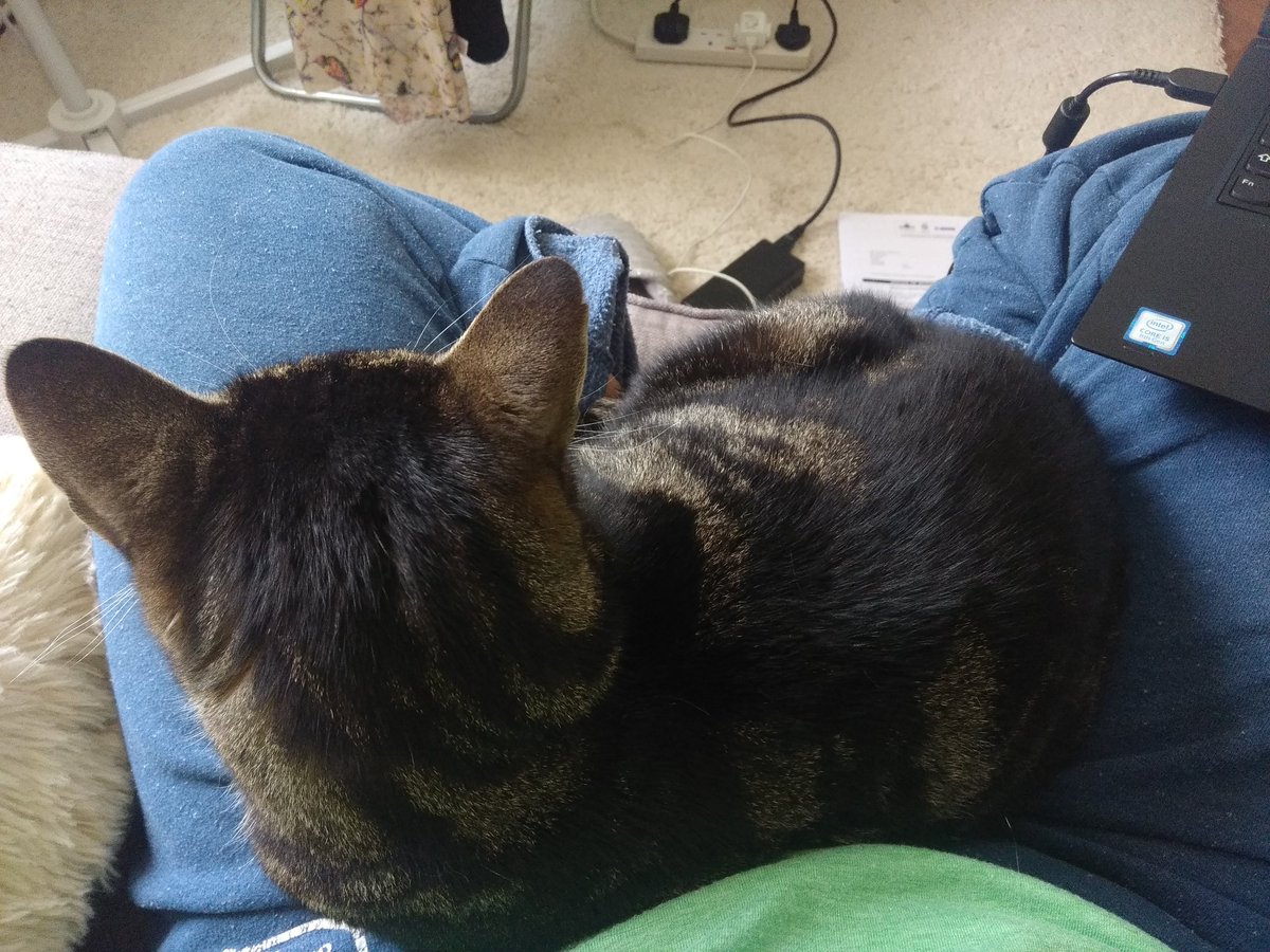 cazster's tweet photo. How am I supposed to work when this little furball climbs onto my lap, nudging the laptop out of the way? #lifewithamaisiecat #CatsOfTwitter #postholidayblues #mustbewinter https://t.co/tz5JO5WY2P