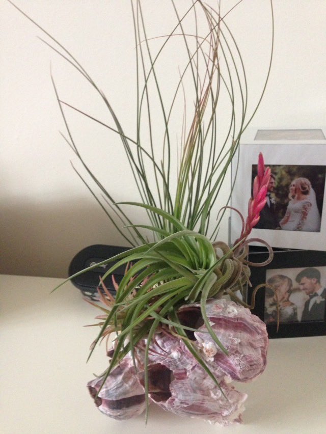 airplants02's tweet photo. Perfect gift to send to family for their 2nd year wedding anniversary #houseplants #airplants https://t.co/iZvk1LEQhG