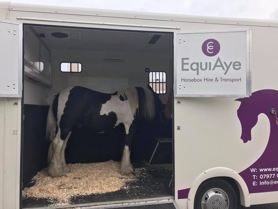 Need a horse transport company that really cares for your horses as they are their own?

Great reviews and kind, patient and empathetic knowledgable drivers 

Call us now 07977090955 

#essexhorsetransport #essexhorseboxhire #caringforhorses #specialistyounghorsetransport