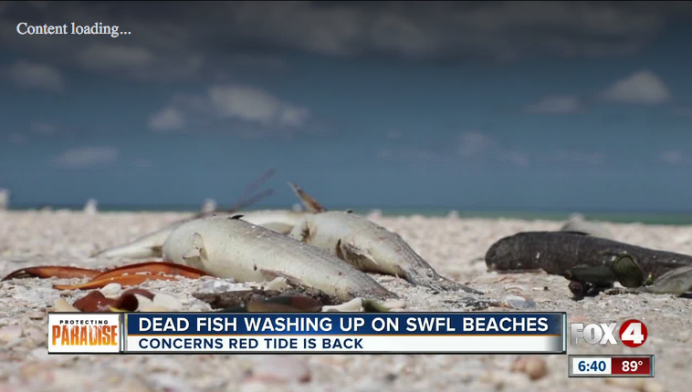 Mkapub's tweet photo. Scientists Say Red Tide Is Back Along Florida’s Southwest Coast: https://t.co/qJi9cabyvL https://t.co/ZhofJw0ApN