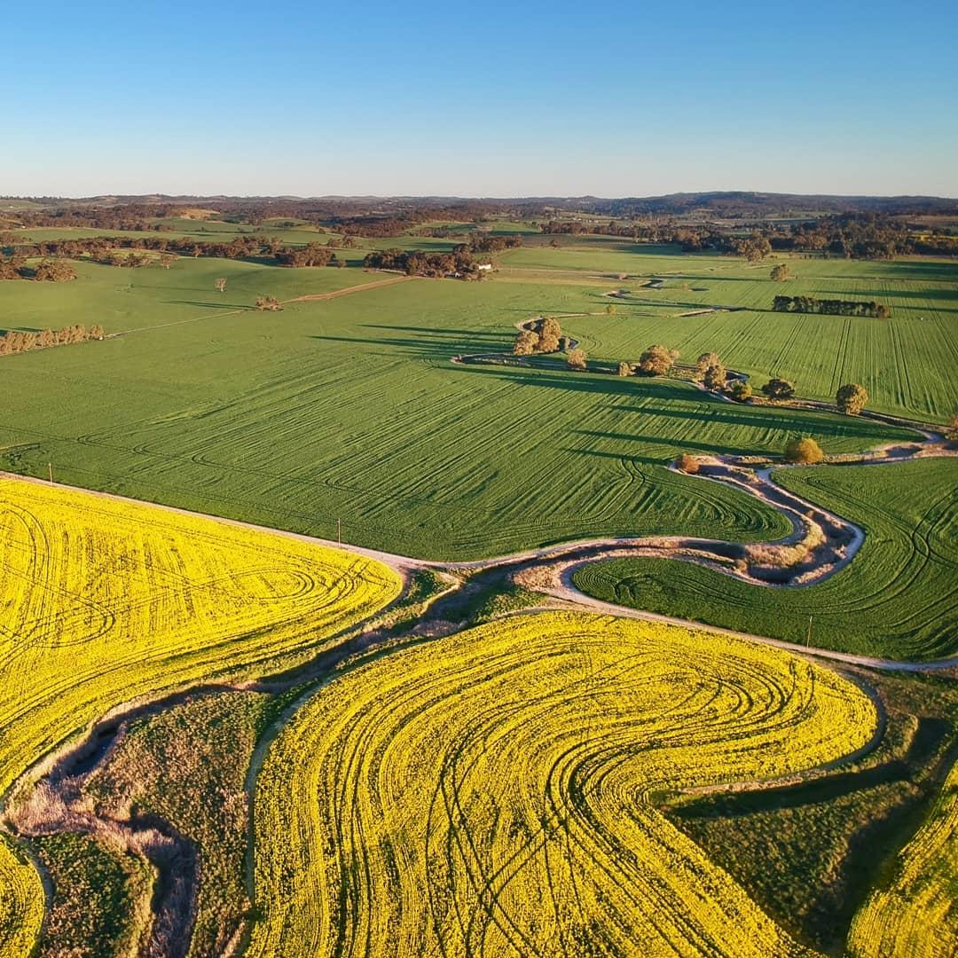 Australia (@australia) on Twitter photo 💚💛 @clarevalleysa is definitely not shy about showing their Aussie pride.
(#Canola fields via IG/pamelainverarity on her way to the <a href="/southaustralia/">South Australia</a> wine region)
#seeaustralia #seesouthaustralia 💚💛 @clarevalleysa is definitely not shy about showing their Aussie pride.
(#Canola fields via IG/pamelainverarity on her way to the <a href="/southaustralia/">South Australia</a> wine region)
#seeaustralia #seesouthaustralia