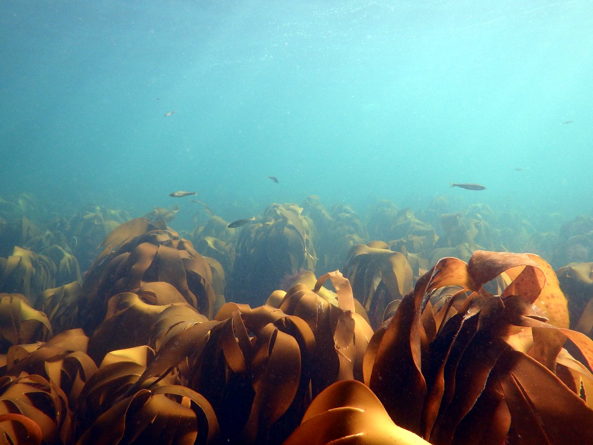 DanSmale1's tweet photo. Apparently its #WorldHabitatDay so here's an obligatory tweet about #kelp forests which are VERY IMPORTANT marine habitats (found along ~25% of world's coastlines/high biodiversity/v high carbon uptake&amp;transfer/ coastal defence/etc) #stillnokelpemoji #WorldHabitatDay2019 https://t.co/81BHLGIvvG