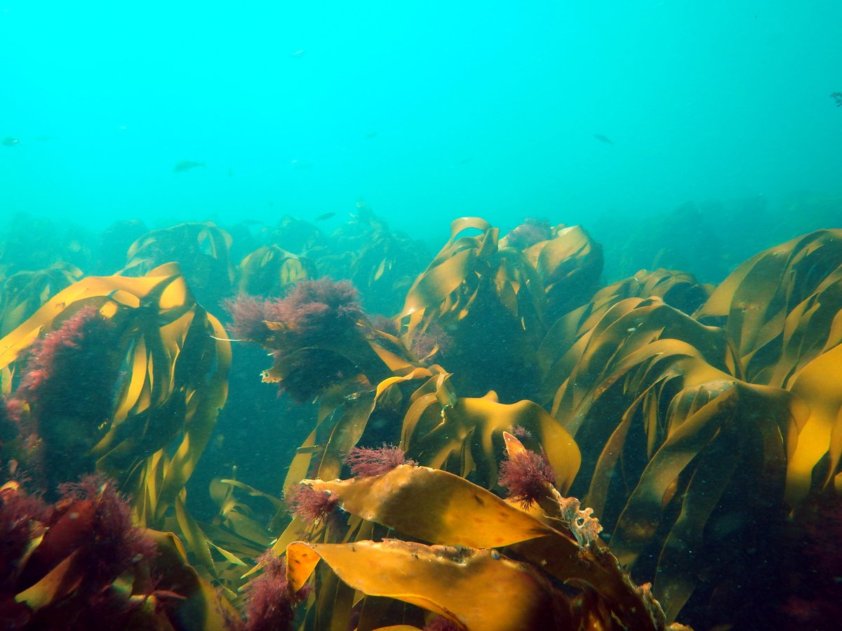 DanSmale1's tweet photo. Apparently its #WorldHabitatDay so here's an obligatory tweet about #kelp forests which are VERY IMPORTANT marine habitats (found along ~25% of world's coastlines/high biodiversity/v high carbon uptake&amp;transfer/ coastal defence/etc) #stillnokelpemoji #WorldHabitatDay2019 https://t.co/81BHLGIvvG