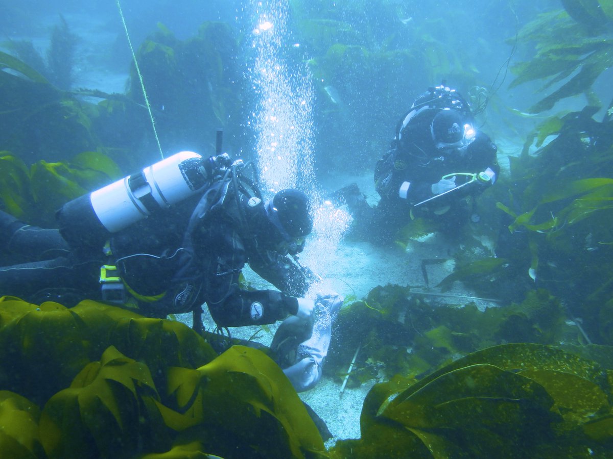 DanSmale1's tweet photo. Apparently its #WorldHabitatDay so here's an obligatory tweet about #kelp forests which are VERY IMPORTANT marine habitats (found along ~25% of world's coastlines/high biodiversity/v high carbon uptake&amp;transfer/ coastal defence/etc) #stillnokelpemoji #WorldHabitatDay2019 https://t.co/81BHLGIvvG