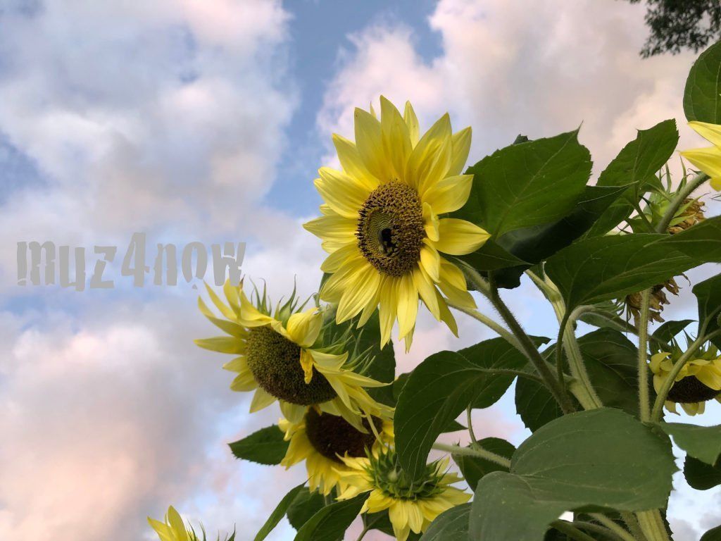 muz4now's tweet photo. MUZ4NOW has new musical offerings coming your way! https://t.co/cKvW7cj9LZ #muz4now #StuffYouCanUse https://t.co/lVTiPxFT6X
